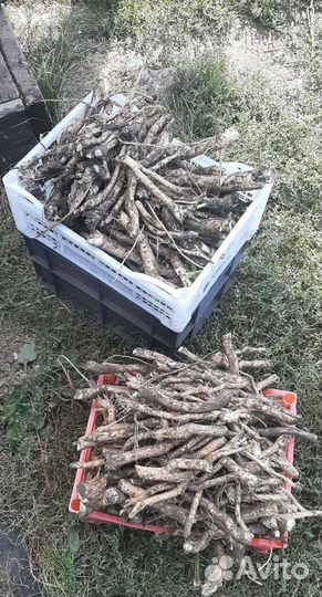 Дерево Хрен 250