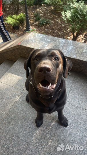 Вязка собак