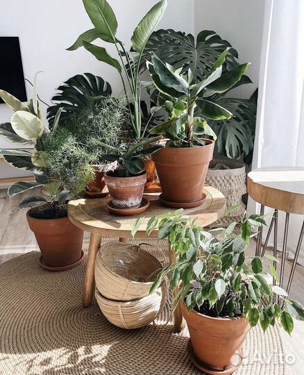 Глиняные горшки