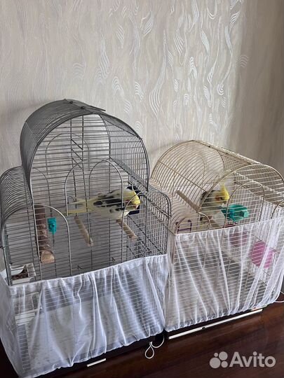 Попугаи корелла мальчики говорящие ручные