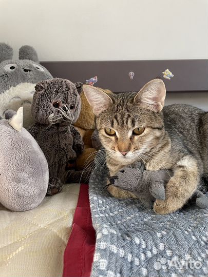 Кошечка ищет кота для вязки