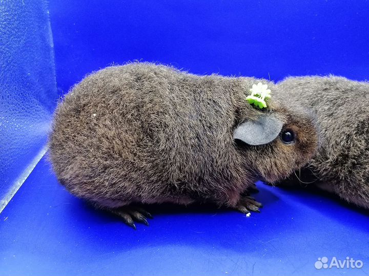 Ми-ми-мишки - морские свинки