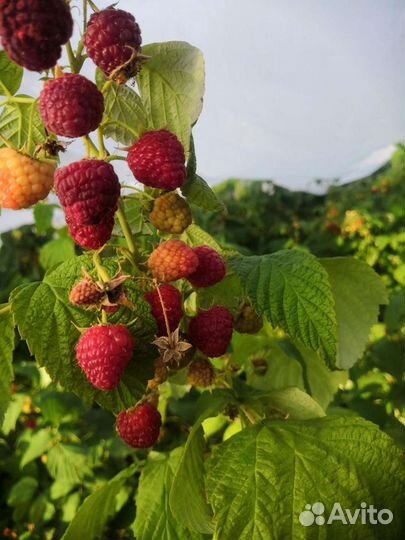 Малина саженцы