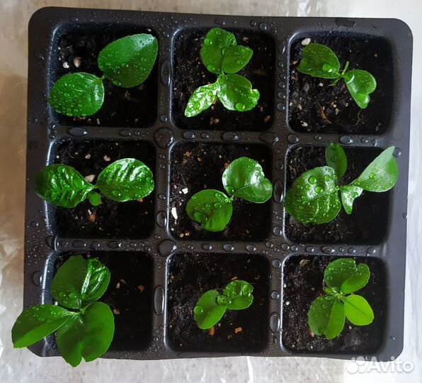 Мандарины из косточки