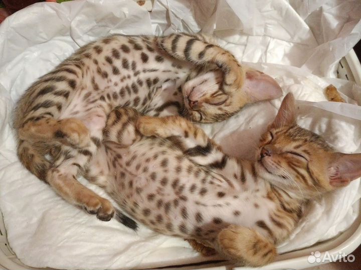 Котята бенгалы