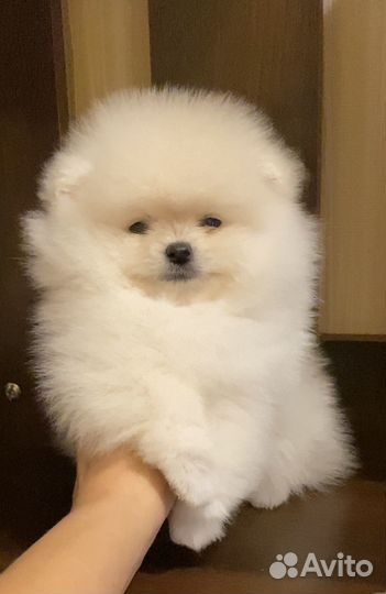 Мальчик померанский шпиц