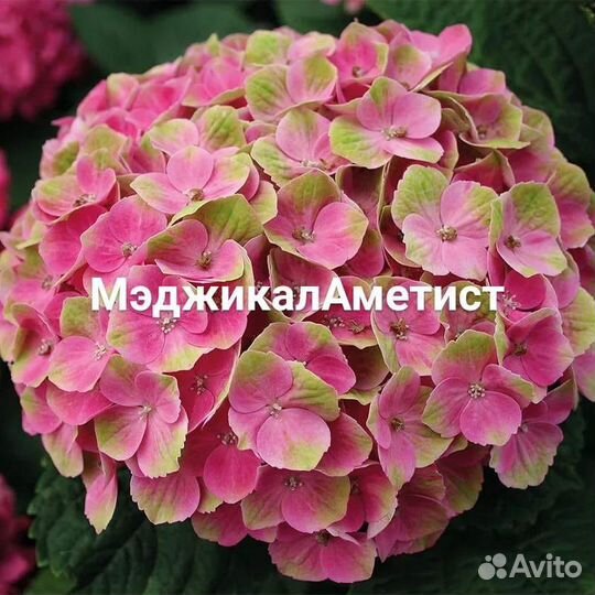 Гортензия крупнолистовая