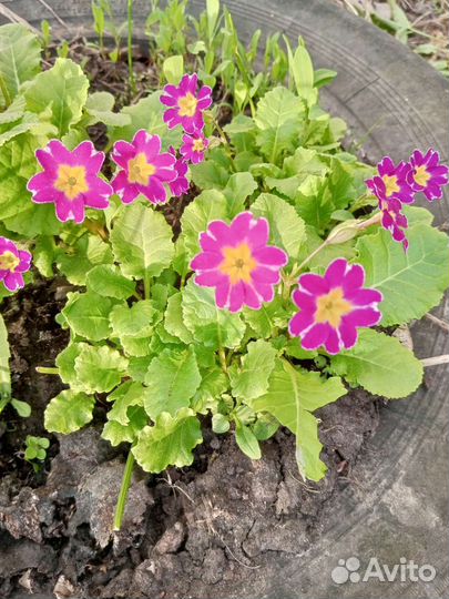 Цветы многолетники