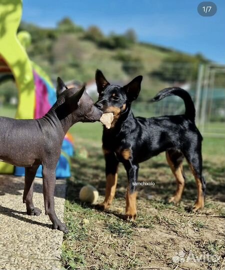 Щенки ксолоитцкуинтли