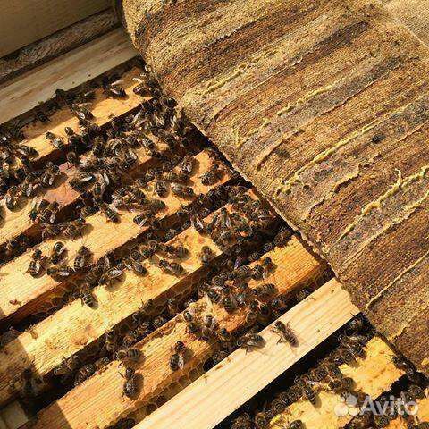 Мед. Разнотравье