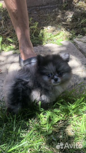 Померанский шпиц