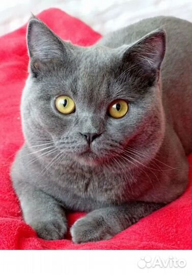 Британская