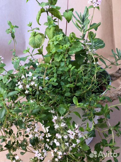 Пряные травы в горшке композиция