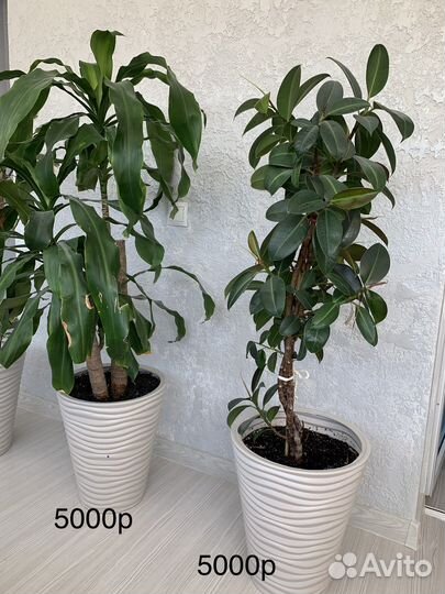 Комнатные цветы