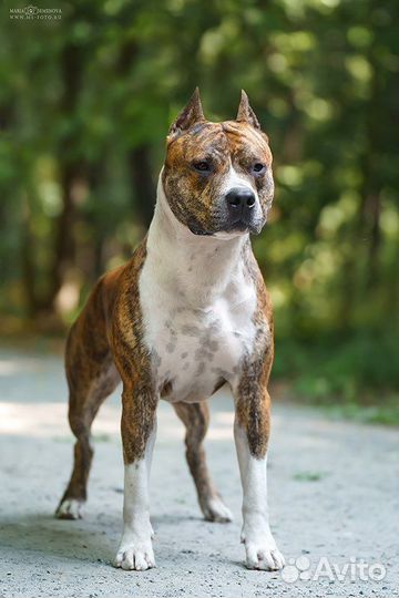 Кобель амстаффа открыт на вязку