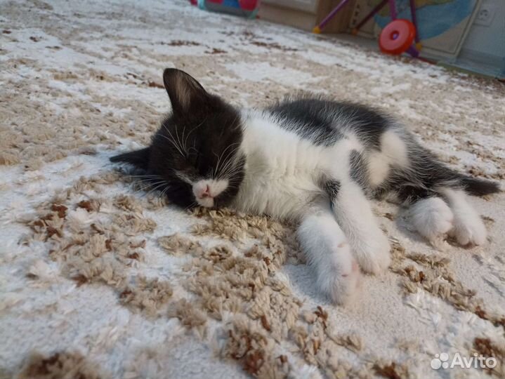 Котенок мальчик 2 мес