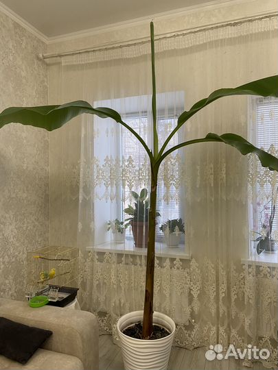 Банановая пальма