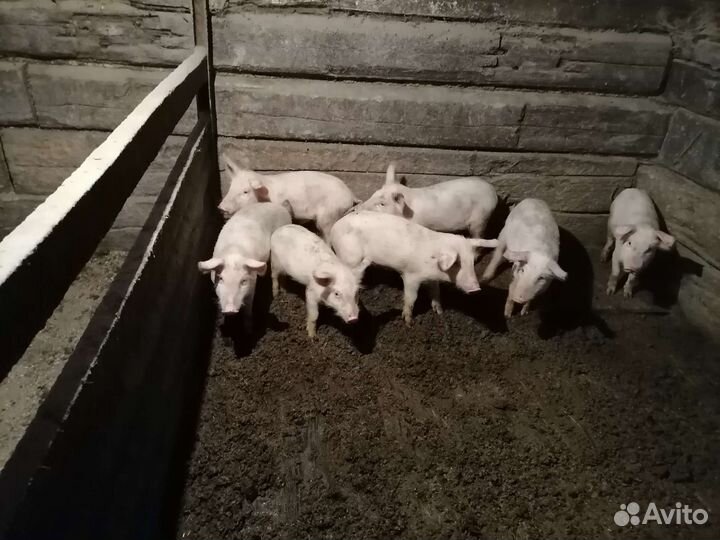 Поросята ландрас