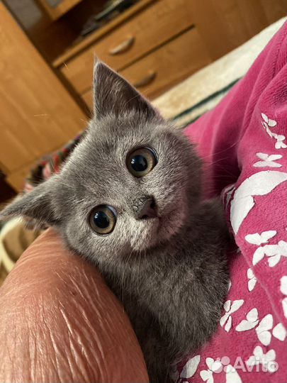 Шотландские котятки