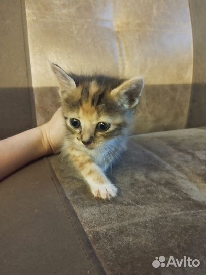 Кошки в добрые руки бесплатно