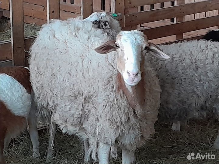 Овцы бараны ягнята