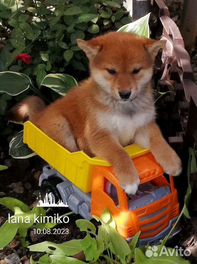 Щенки сиба шиба ину