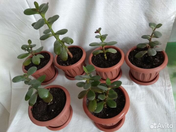 Комнатные цветы(денежн.дерево)