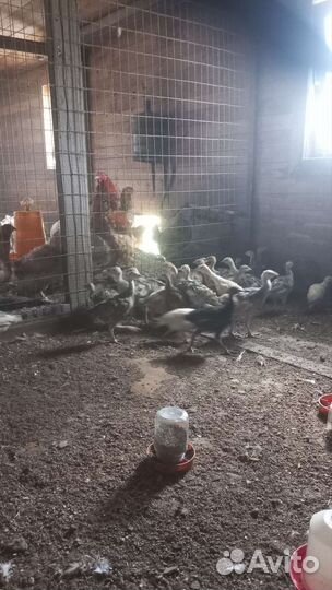 Индюшата 1,5 месяца, цесарята