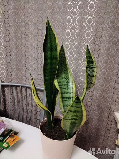 Хавортия сансевиерия щучий хвост