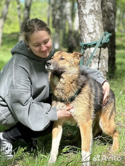 Плюшевый Скуби оказался в приюте