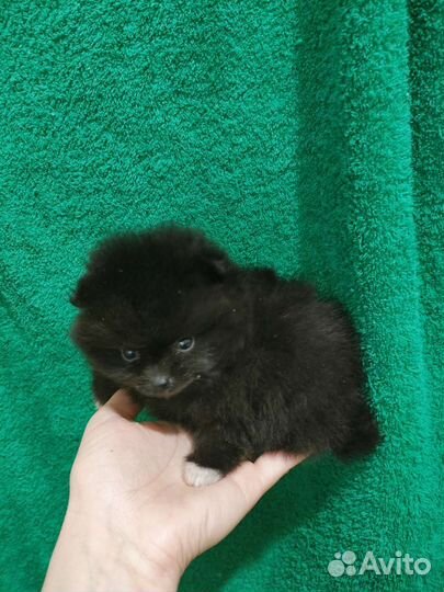 Истинные померанцы