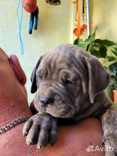 Щенки кане корсо