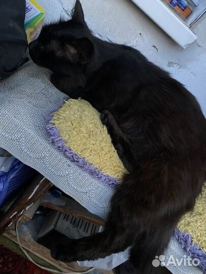 Отдам в добрые руки котика