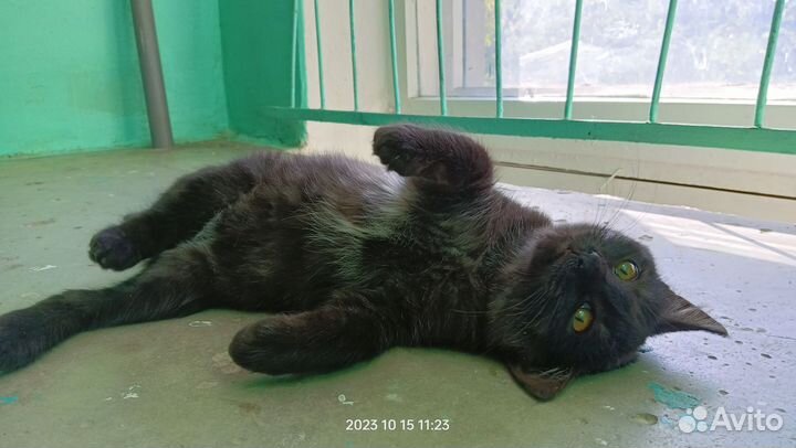 Котики и кошечки