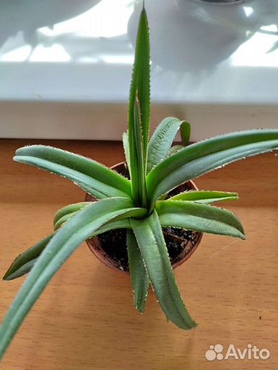 Сансевиерия