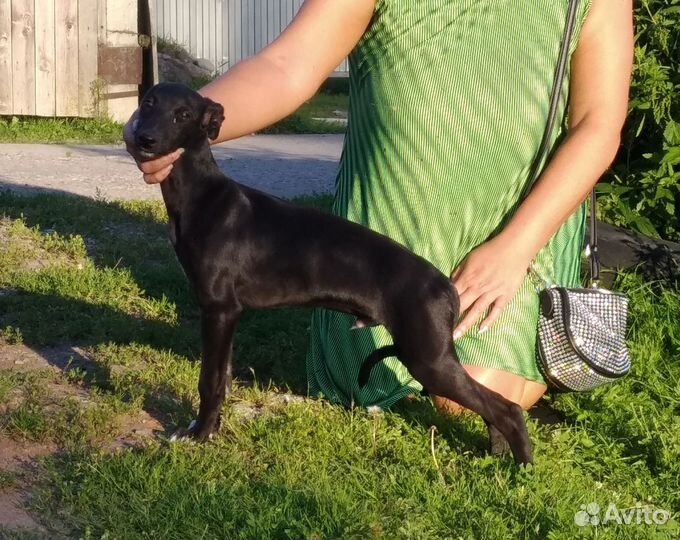 Щенки уиппета