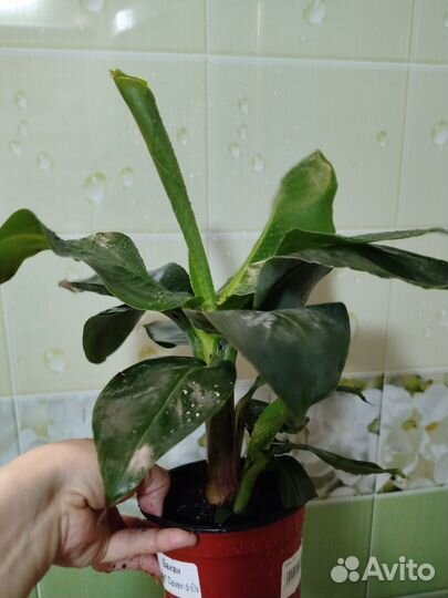 Комнатный Банан Dwarf Cavendish d 12