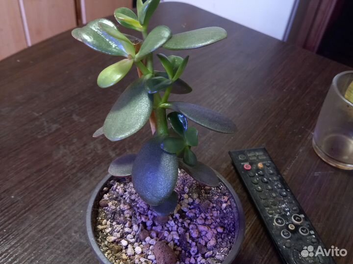 Денежное дерево толстянка