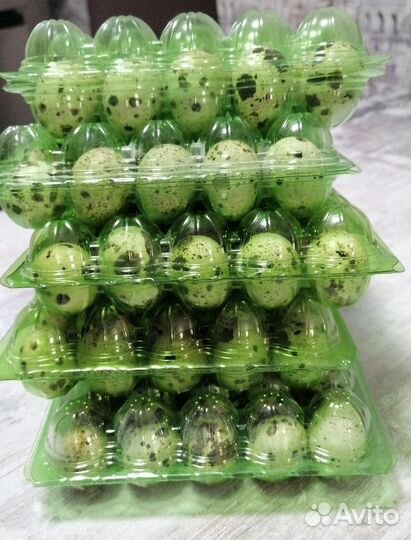 Яйца перепелиные домашние