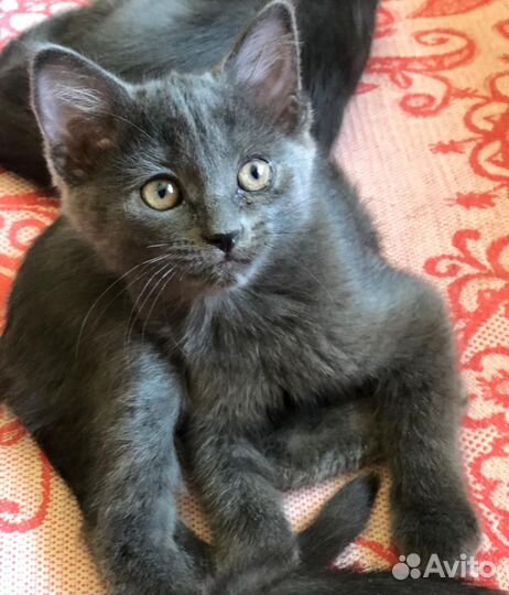 Русская голубая кот на вязку