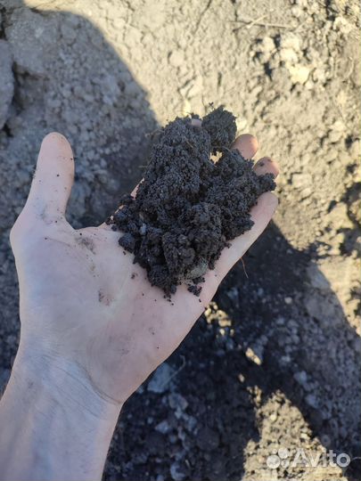 Перегной коровий, чернозём