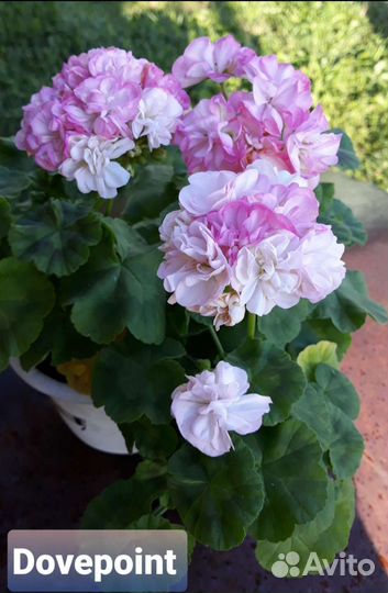 Пеларгонии махровые