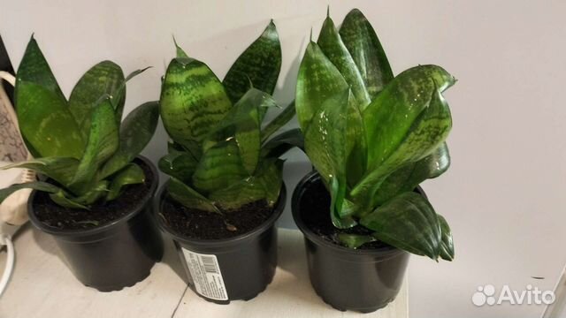 Сансевиерия низкорослая