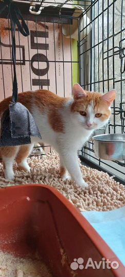 Передержка кошек,котят,выкорм,карантин ул.котят