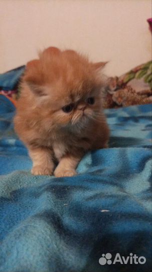 Персидские котята