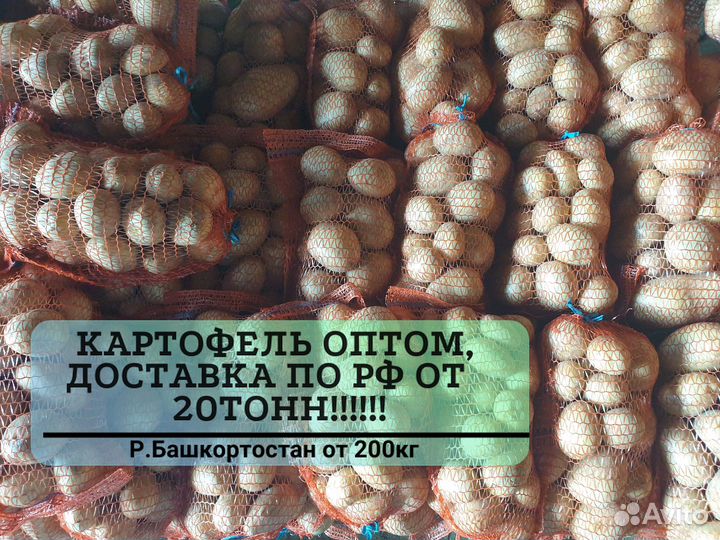 Картофель белый оптом от 20 тонн