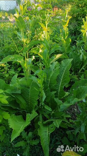 Девясил саженцы