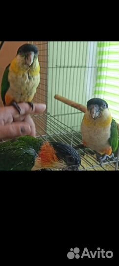 Попугай Клоун Каик птенцы