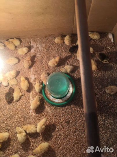 Перепела суточные