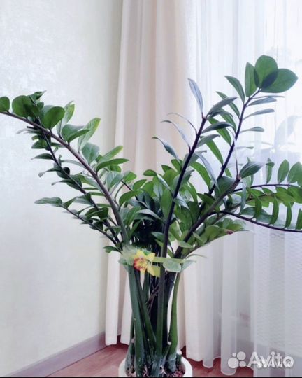 Долларовое дерево (замиокулькас)